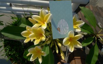Frangipani - The Ubiquitous Naturalized Beauty in Bali